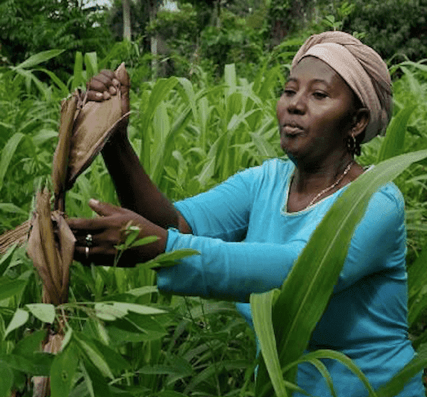african island farmers